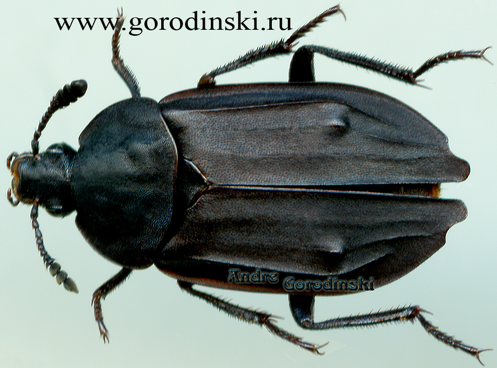 http://www.gorodinski.ru/silphidae/Thanatophilus roborowskyi.jpg